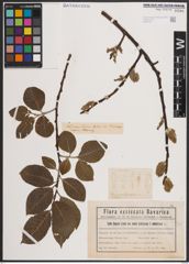Foto von Salix caprea L.